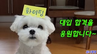 대입 합격을 응원합니다~ #shorts