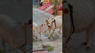 గోవుకి పూజచేస్తే కలిగే ఫలితాలు #cow pooja#sanatanadharma#లక్ష్మి#hindugod# #amma#kamakshi#viral