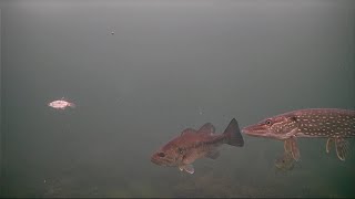 First Ice Fishing Trip of the season