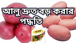 আলু দ্রুত বড় করার পদ্ধতি ।