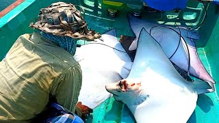 திருக்கை மீன் பிடிக்கும் காட்சி | திருக்கை மீன் | stingray fish catching at sea | stingray catching