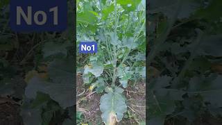 Shriram Bioseed Hybrid mustard No1