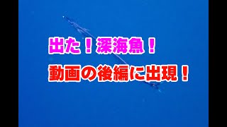 2020.12.2大瀬崎　超レア深海生物現れる！