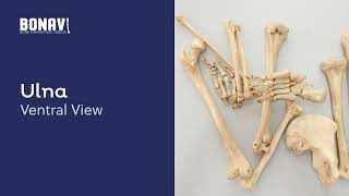 BONAVI - Bone Navigation Videos. Ulna | PMU