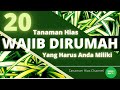 20 Tanaman Hias yang Wajib Ada Di Rumah | Pusat Tanaman Hias | Tanaman Hias Outdor