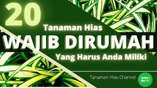 20 Tanaman Hias yang Wajib Ada Di Rumah | Pusat Tanaman Hias | Tanaman Hias Outdor