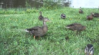 A Duckumentary