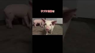 子ブタ目線🐷