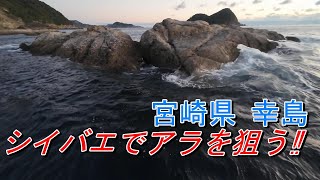 クエ【アラ】宮崎県 幸島 シイバエでアラを狙う‼