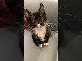 燕尾服白手套 小賓士日常 猫ちゃん kitten котенок кошеня 子貓 黑色虎斑貓 坐好