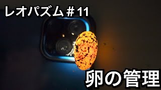 レオパズム＃11〜卵の管理〜