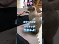 ねこやなぎトゥータン　おやつが欲しくてハイタッチ覚えた 保護猫 子猫 猫動画