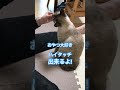 ねこやなぎトゥータン　おやつが欲しくてハイタッチ覚えた 保護猫 子猫 猫動画