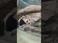 圓仔喝水就地午睡 panda 可愛 熊貓