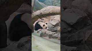 圓仔喝水就地午睡 #panda #可愛 #熊貓