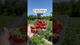 FLORIDA STRAWBERRY SEASON TIPS 🍓