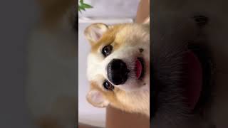 hello小狗～ #柯基吵架灵魂配音 #pets #柯基 #动物 #corgi #小狗 #cute #funny