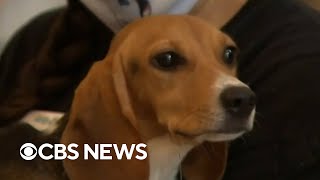 Beagles rescued from research facility find new homes