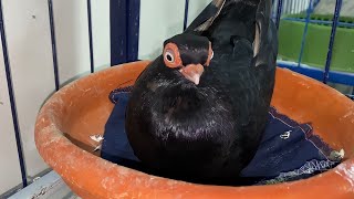 Budapest Short Face Tumbler Pigeon