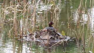 Little grebe nesting + chick feeding at Mai Po Nature Reserve, Hong Kong (25 April 2019)