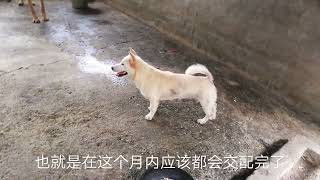 土狗养殖经过一年的投入期，终于迎来高产爆发期，进入事业快车道 - dogs