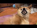 shiba inu warby angry brushing