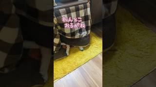 ばあちゃんのコタツに住む柴犬＆コーギー逮捕の瞬間 #柴犬スティーブ