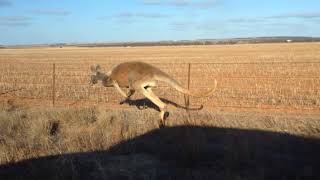 Kangaroos Racing in the South Australian Outback