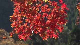 紅葉の御岳渓谷　　岩田　昌博