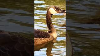 🔥Beautiful Canada goose 美丽的加拿大雁等食物（就是加拿大鹅）羽毛真漂亮🔥So lovely🌹卡尔加里市 #Canadagoose #wildanimals #shorts