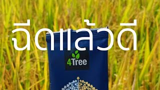 โฟร์ทรี / 4Tree ข้าวเหนียว รวงหนาสมบูรณ์ สั่งซื้อ 063 516 4500