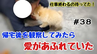 飼い主と数時間ぶりに再会した愛犬の反応が感動的でした【ポメラニアン 子犬】好きが爆発#38