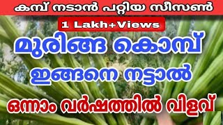 കമ്പ് നട്ടാലും ഒന്നാം വർഷത്തിൽ തന്നെ മുരിങ്ങ കായ്ക്കാൻ ഒരു സൂത്രം Krishi Master