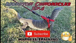 Monitor Chronicles Ep.6‼️(Harness Training)🦖😁👍🏾