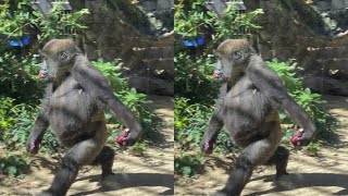 やんちゃ盛りの子ゴリラのキンタロウちゃん。元気爆発。Gorilla『京都市動物園』撮影日2023年9月3日