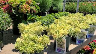 Sedum Atlantis™(Variegated Stonecrop) // GORGEOUS🌟 Award Winning, Hardy Outdoor Succulent