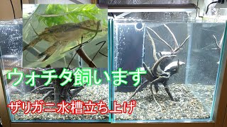 【ウォチタ ザリガニ水槽 ①】水槽立ち上げ編