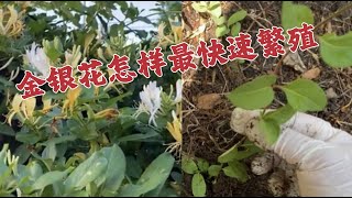 金银花种植（二）金银花怎样最快速的繁殖