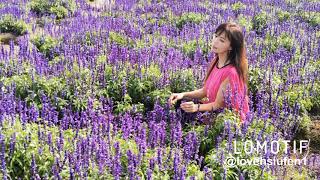 109.12.29中社觀光花市～鬱金香花季～銘閎大哥拍攝