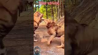 Tiger vs lion fight 💪😂