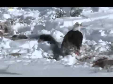 Grizzly Cauldron Return Of The Gray Wolf National Geographic Nature ...