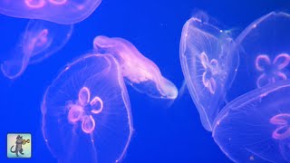 Beautiful Jellyfish Aquarium ~ Relaxing Music for Sleep, Study & Meditation • 4K