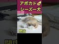 アボカドぶら下げた犬【シーズー】 shorts 犬寝言 おとなしい犬 いぬのいる生活