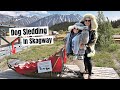 ONLY IN ALASKA!! Dog Sledding in Skagway (ALASKA CRUISE)