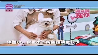 8TV Daily Delight 《生活加油站》：Maltese, 马尔济斯犬