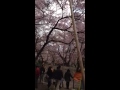 長野県高遠の桜