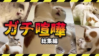 普段は仲良しなのにキレると大変な事になる猫達がこちら【総集編】【関西弁でしゃべる猫】 【猫アテレコ】