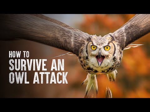 Are Owls dangerous?