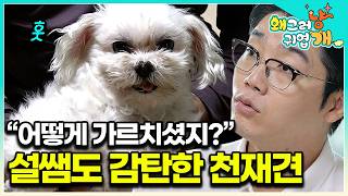 “진짜 신기하네” 몸이 불편한 휠체어 부부의 천재 반려견! 하지만 몰티즈치곤 육중한 몸매에 병원을 방문했는데..│#왜그러냥귀엽개
