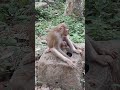 monkey julie 3